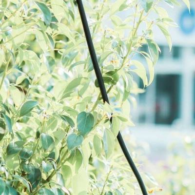 鸭脖app下载手机app下载